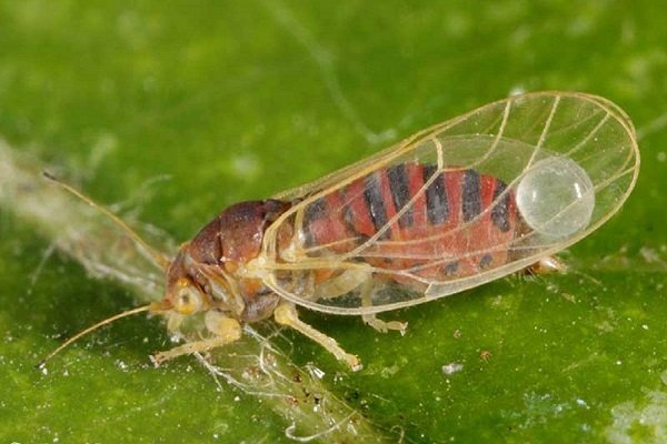How to find out why sea buckthorn leaves turn yellow in summer and eliminate the cause of the problem
