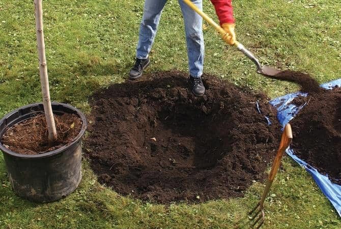 A step-by-step guide to planting a closed-root apple tree in summer