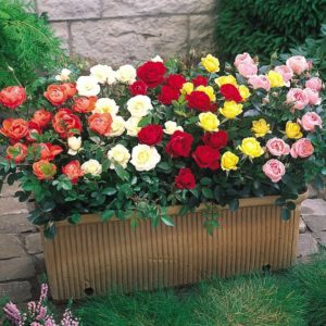 The best winter-hardy varieties of roses blooming all summer and the peculiarities of their cultivation