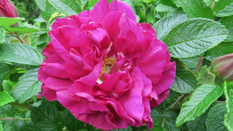 How to grow purple roses and which varieties to choose