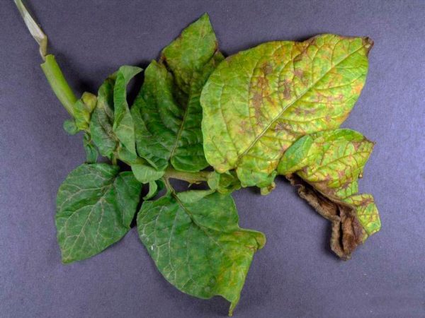 Detailed descriptions and effective treatments for potato diseases