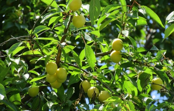 How to prune cherry plum in the summer correctly: schemes, stages and tips on the topic