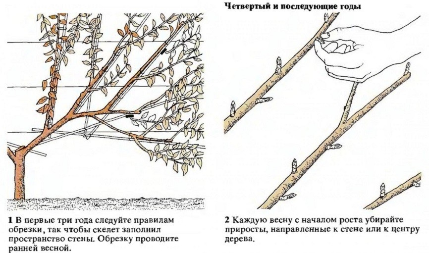 Step-by-step instructions for pruning plums in the summer with your own hands
