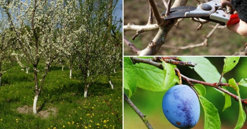 Step-by-step instructions for pruning plums in the summer with your own hands
