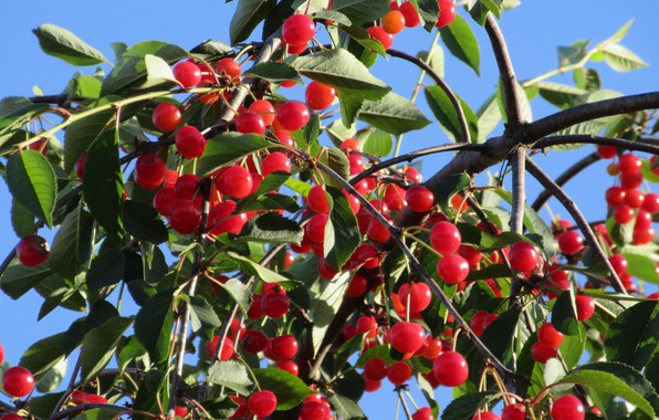 What is cherry pruning in summer for and how to do it correctly