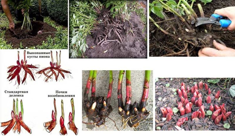 Step-by-step instructions for planting peonies in the summer in the ground for beginner florists