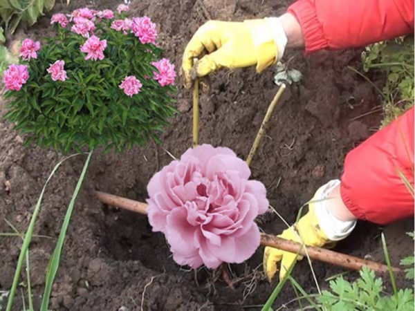Step-by-step instructions for planting peonies in the summer in the ground for beginner florists