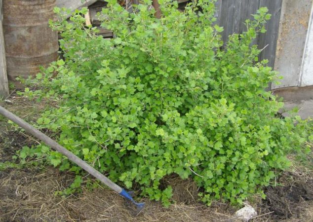 Why gooseberries don't have berries and how to fix it