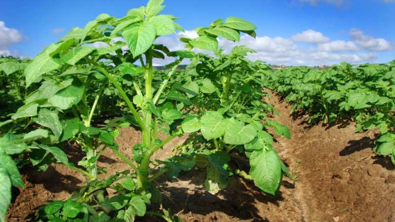 How to properly trim the tops of potatoes and why you need it