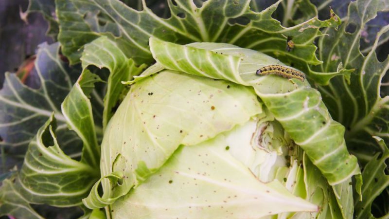 How to process cabbage from caterpillars and slugs: folk remedies