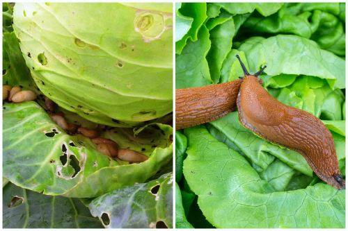 How to process cabbage from caterpillars and slugs: folk remedies