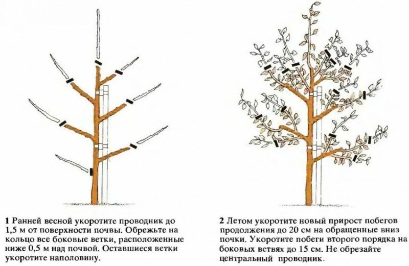 How to prune cherry plum in the summer correctly: schemes, stages and tips on the topic
