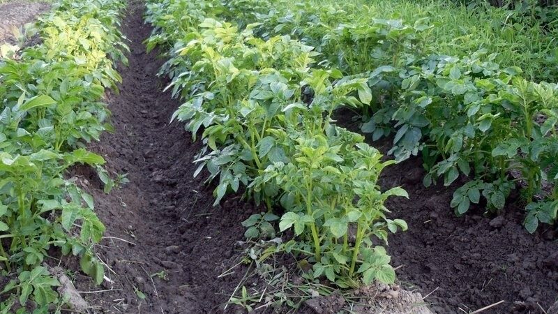 How to properly trim the tops of potatoes and why you need it