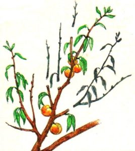 How to properly prune peaches in the summer: schemes and procedure
