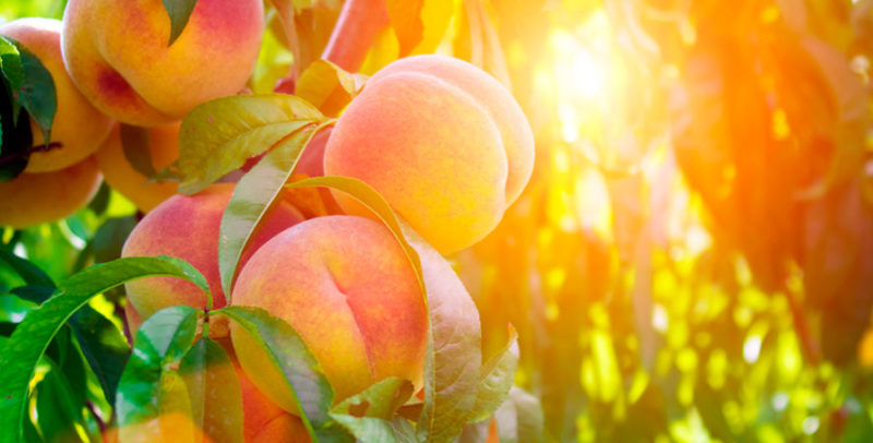 How to properly prune peaches in the summer: schemes and procedure
