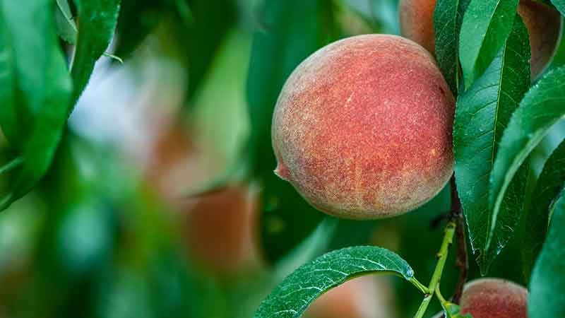 How to properly prune peaches in the summer: schemes and procedure