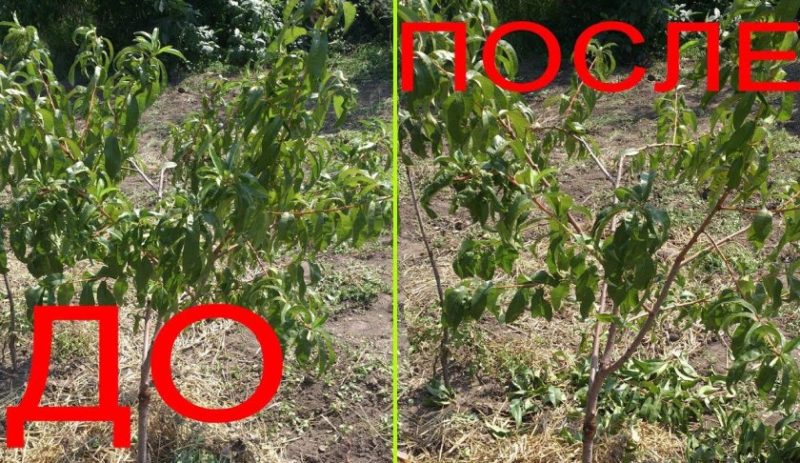 How to properly prune peaches in the summer: schemes and procedure