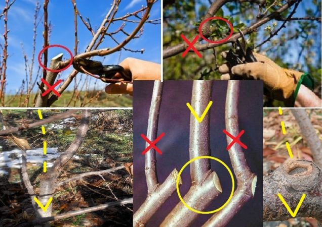 What is cherry pruning in summer for and how to do it correctly