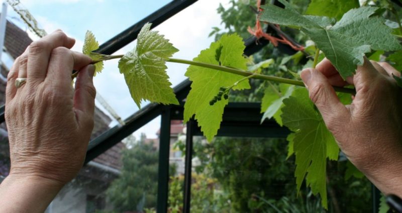 How to properly prune green young shoots of grapes in summer: a diagram and step-by-step instructions