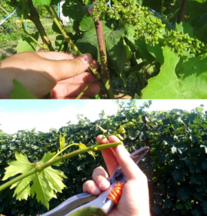 A step-by-step guide to pruning grapes in summer for beginner growers