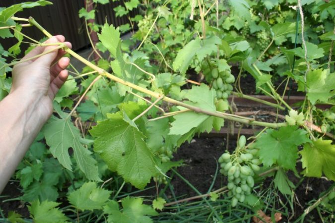 How to properly prune green young shoots of grapes in summer: a diagram and step-by-step instructions