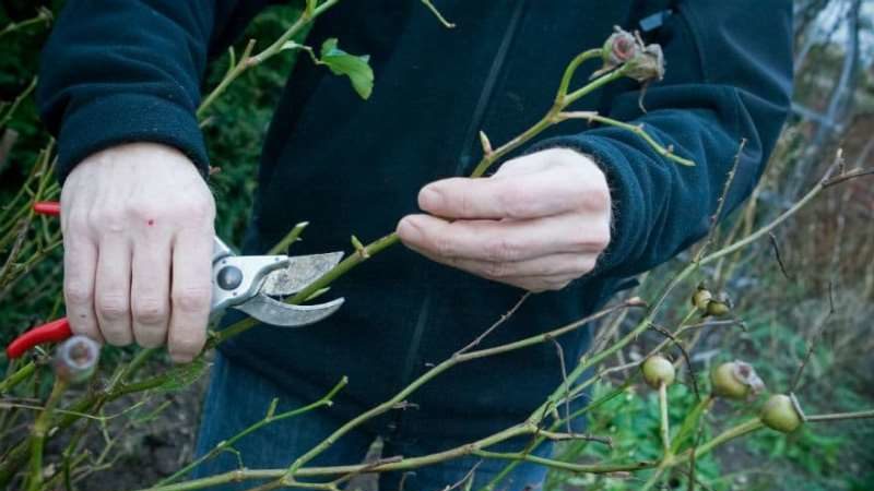 Why do you need pruning a climbing rose after flowering in summer and how to carry it out correctly