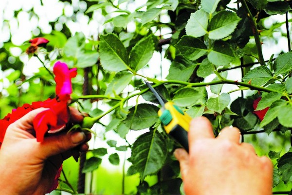 Why do you need pruning a climbing rose after flowering in summer and how to carry it out correctly