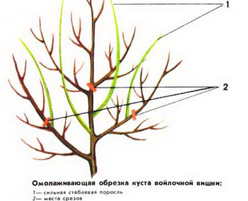 A step-by-step guide to pruning felt cherries in summer for beginners