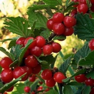 A step-by-step guide to pruning felt cherries in summer for beginners