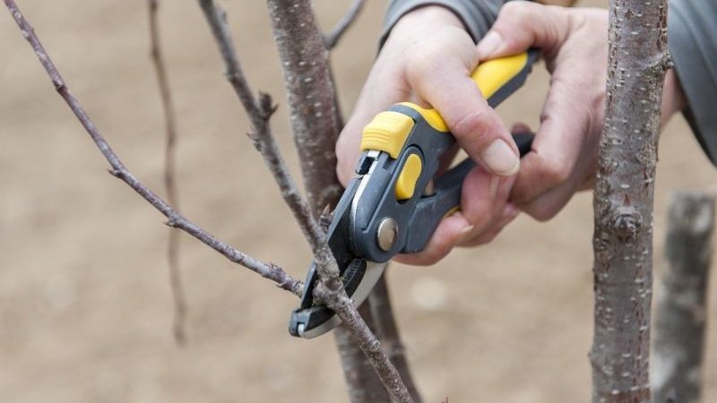When to prune cherries in the fall and how to do it right