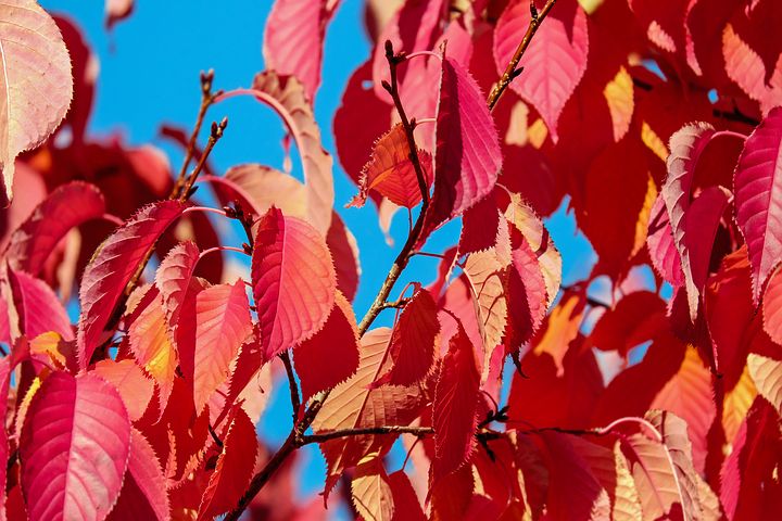 When to prune cherries in the fall and how to do it right
