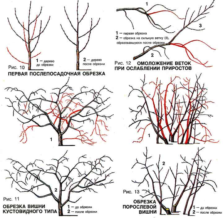 When to prune cherries in the fall and how to do it right