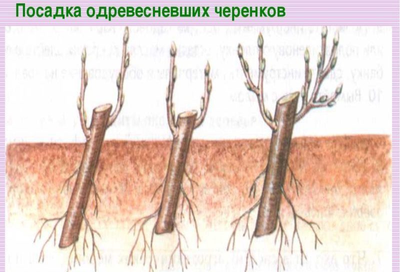 Step-by-step instructions for grafting an apple tree in the summer for beginners