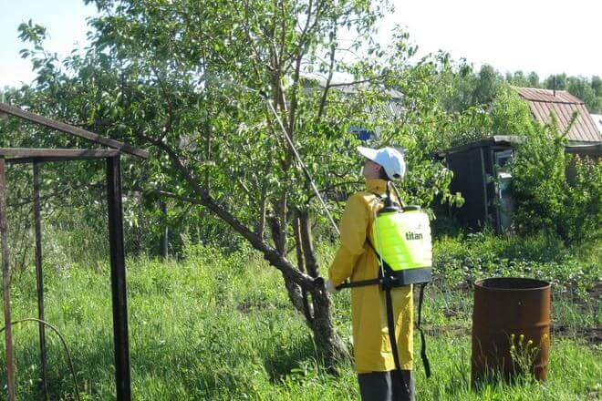 How to properly and how to spray apple trees from pests in summer