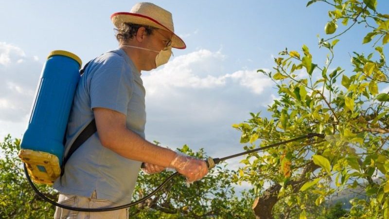 How to properly and how to spray apple trees from pests in summer
