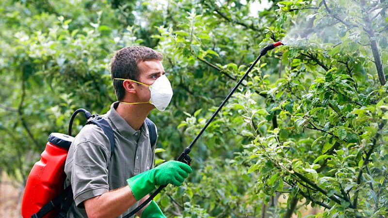 How to properly and how to spray apple trees from pests in summer