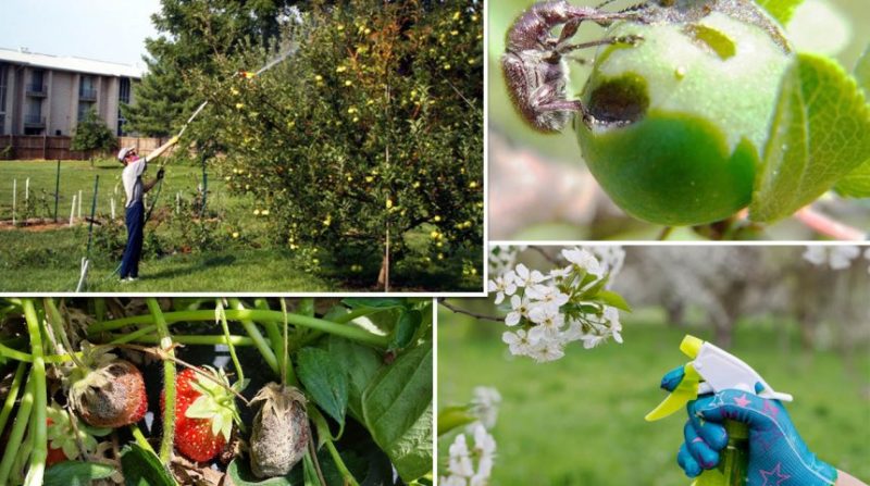 How to properly and how to spray apple trees from pests in summer
