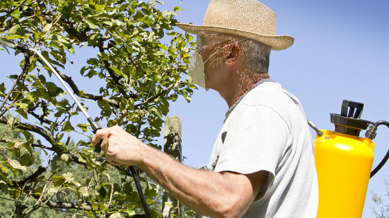 How to properly and how to spray apple trees from pests in summer