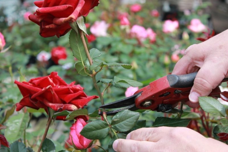 We take care of roses in the garden in summer so that they bloom luxuriantly and for a long time