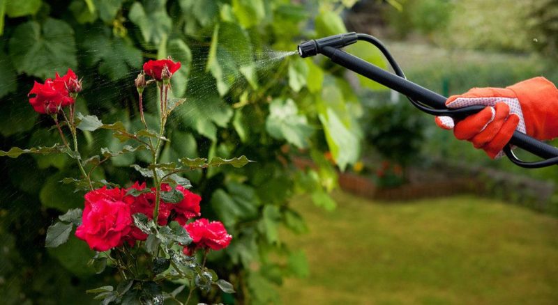 We take care of roses in the garden in summer so that they bloom luxuriantly and for a long time