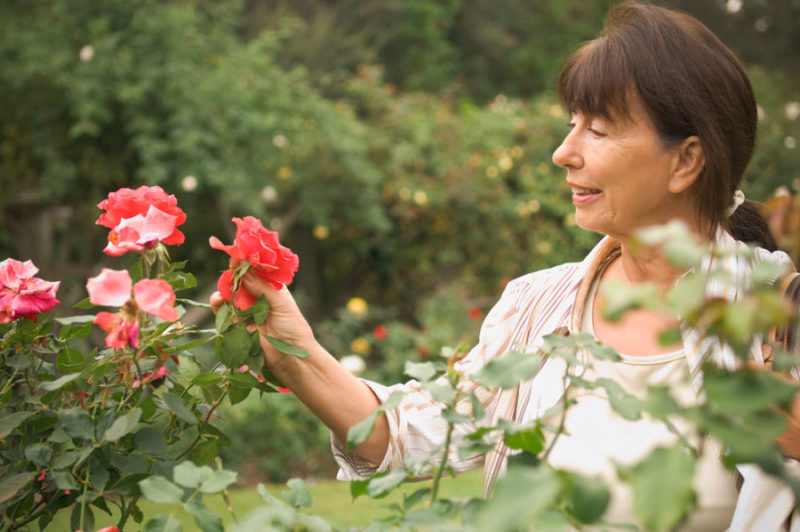 We take care of roses in the garden in summer so that they bloom luxuriantly and for a long time