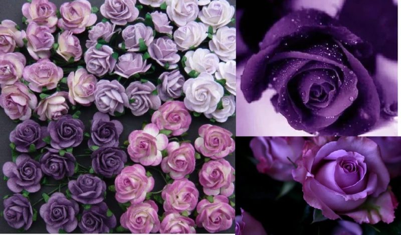 How to grow purple roses and which varieties to choose