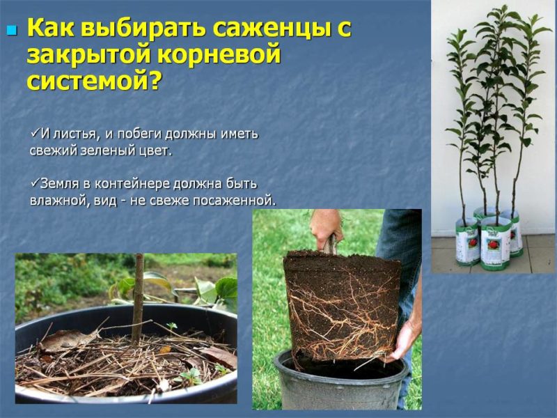 A step-by-step guide to planting a closed-root apple tree in summer