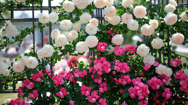 The best winter-hardy varieties of roses blooming all summer and the peculiarities of their cultivation