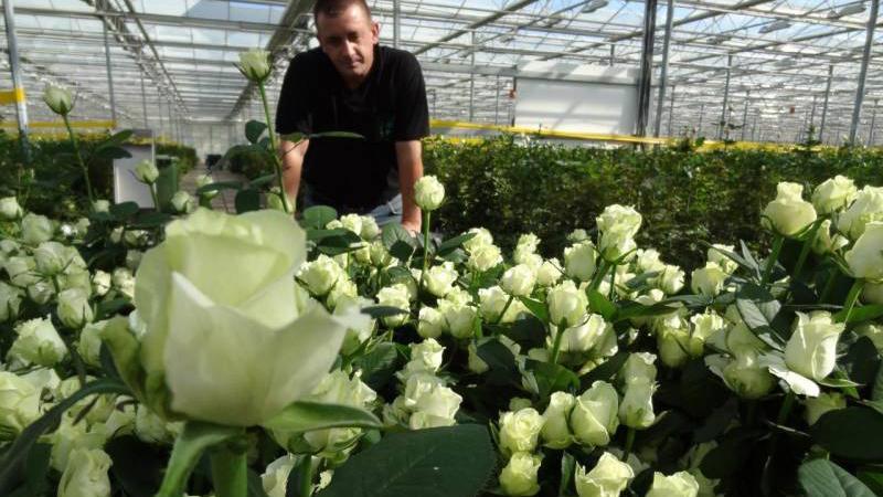 The best winter-hardy varieties of roses blooming all summer and the peculiarities of their cultivation