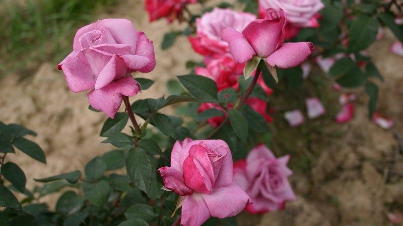 How to grow purple roses and which varieties to choose