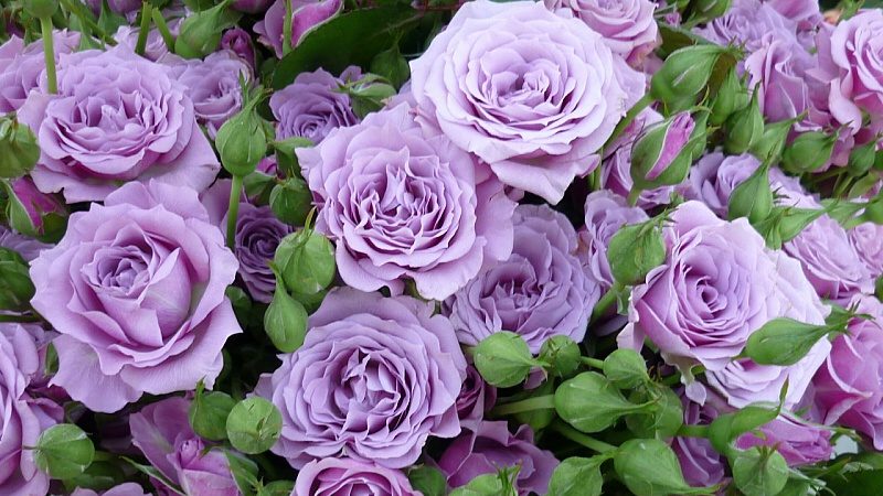 How to grow purple roses and which varieties to choose