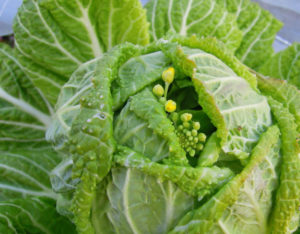 How to tell if Chinese cabbage is about to bloom and what to do if it happens