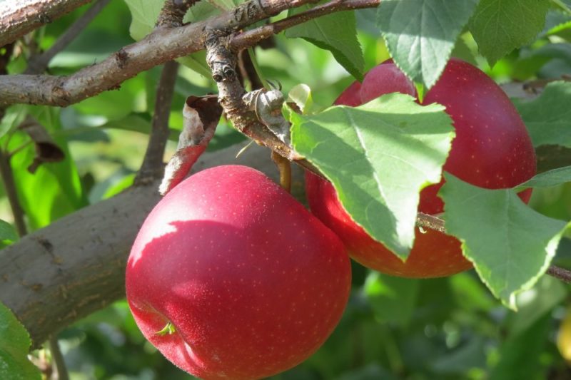 Step-by-step instructions for grafting an apple tree in the summer for beginners