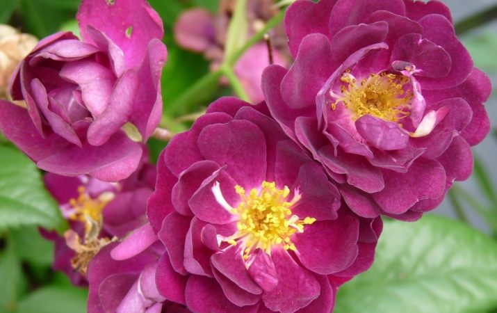 How to grow purple roses and which varieties to choose
